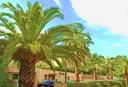 Palmen in Bandol