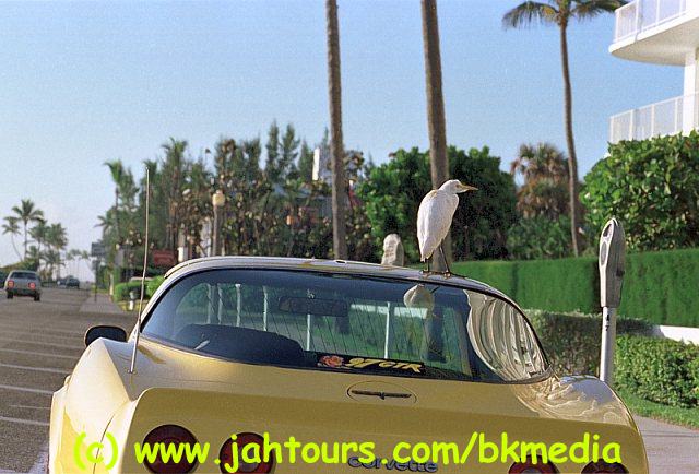 das Auto hat einen Vogel